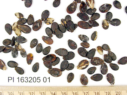 Click for 1 image(s) for this accession. SEED
