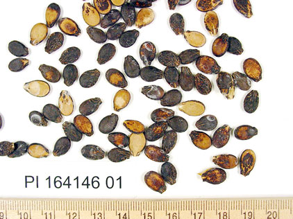 Click for 1 image(s) for this accession. SEED