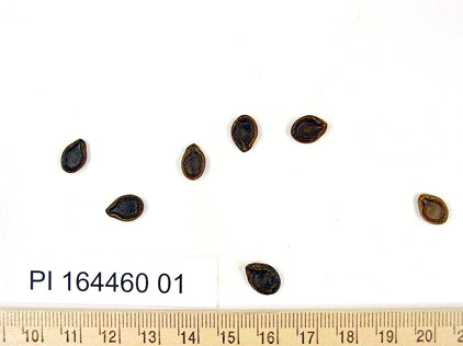 Click for 1 image(s) for this accession. SEED