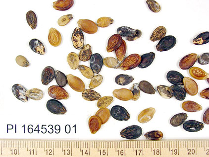 Click for 1 image(s) for this accession. SEED