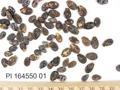 Click for 3 image(s) for this accession. SEED
