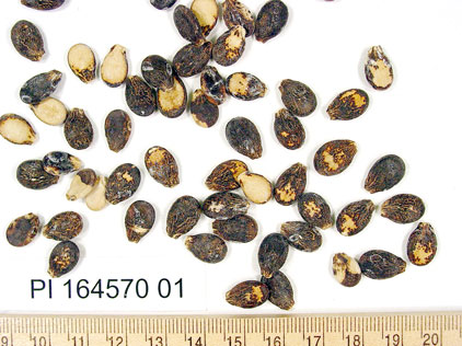 Click for 3 image(s) for this accession. SEED