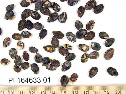 Click for 1 image(s) for this accession. SEED