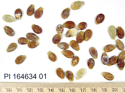 Click for 1 image(s) for this accession. SEED