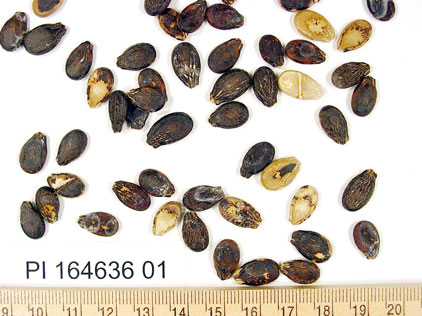 Click for 3 image(s) for this accession. SEED