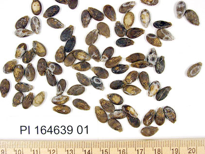 Click for 1 image(s) for this accession. SEED