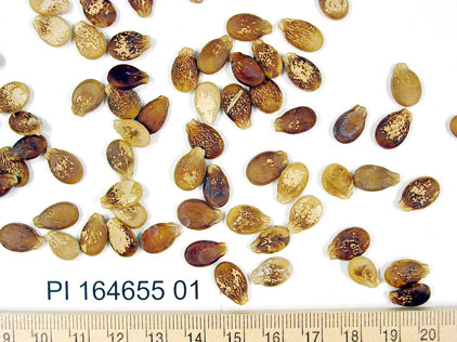 Click for 1 image(s) for this accession. SEED