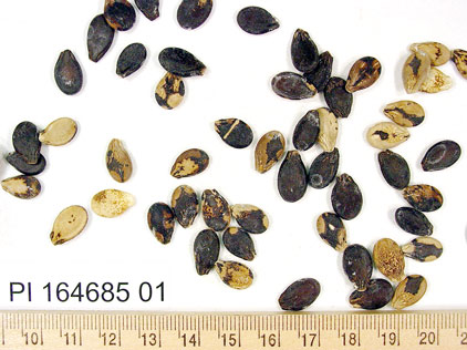 Click for 1 image(s) for this accession. SEED