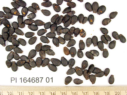 Click for 1 image(s) for this accession. SEED