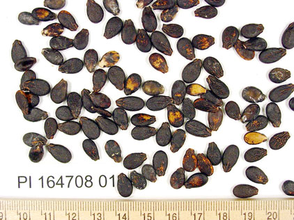 Click for 1 image(s) for this accession. SEED