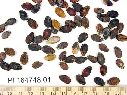 Click for 1 image(s) for this accession. SEED