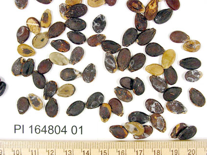 Click for 1 image(s) for this accession. SEED