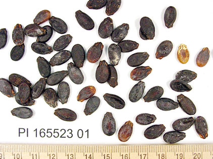Click for 1 image(s) for this accession. SEED