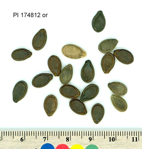 Click for 1 image(s) for this accession. SEED