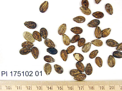 Click for 1 image(s) for this accession. SEED