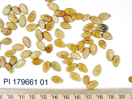 Click for 1 image(s) for this accession. SEED