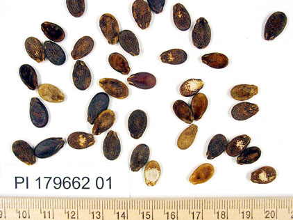 Click for 1 image(s) for this accession. SEED