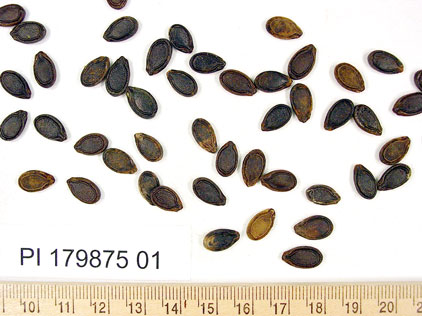 Click for 1 image(s) for this accession. SEED