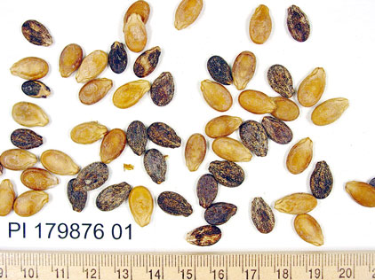 Click for 1 image(s) for this accession. SEED