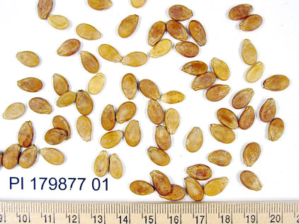 Click for 1 image(s) for this accession. SEED