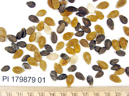 Click for 1 image(s) for this accession. SEED