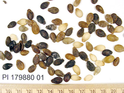 Click for 1 image(s) for this accession. SEED