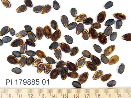 Click for 1 image(s) for this accession. SEED