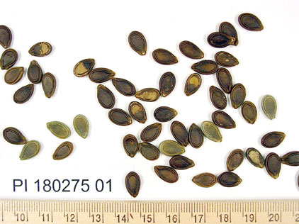 Click for 1 image(s) for this accession. SEED