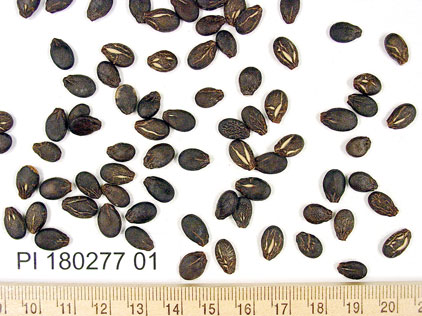 Click for 1 image(s) for this accession. SEED