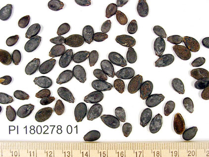 Click for 1 image(s) for this accession. SEED