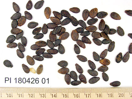 Click for 1 image(s) for this accession. SEED