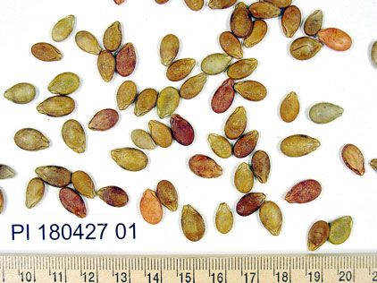 Click for 1 image(s) for this accession. SEED