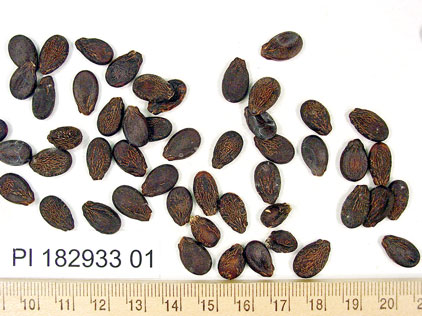 Click for 1 image(s) for this accession. SEED