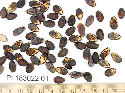 Click for 1 image(s) for this accession. SEED