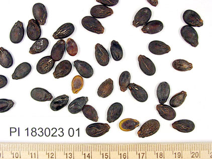 Click for 1 image(s) for this accession. SEED