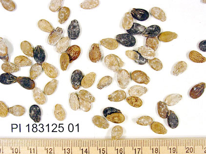 Click for 1 image(s) for this accession. SEED