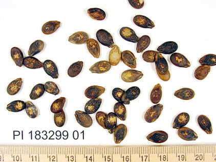 Click for 1 image(s) for this accession. SEED