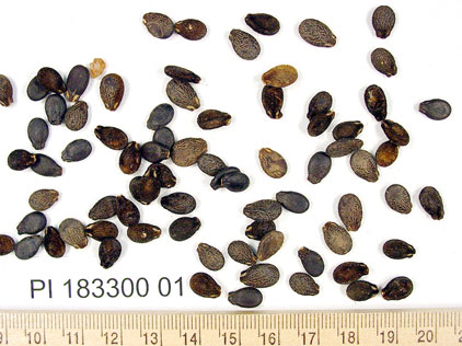 Click for 1 image(s) for this accession. SEED