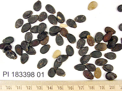 Click for 1 image(s) for this accession. SEED