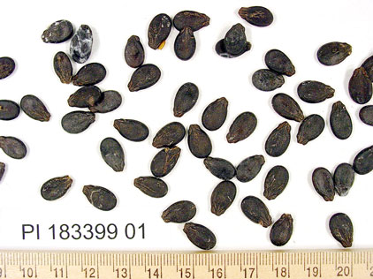 Click for 1 image(s) for this accession. SEED
