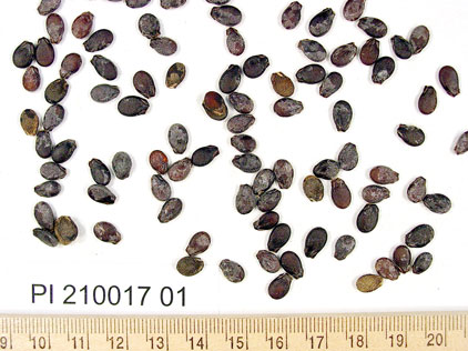 Click for 1 image(s) for this accession. SEED