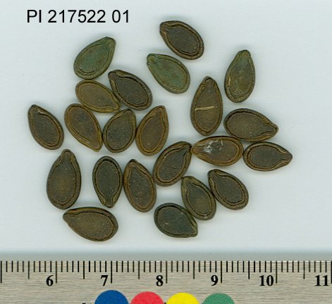 SEED