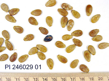 SEED