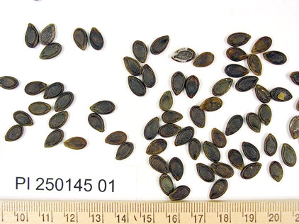 SEED