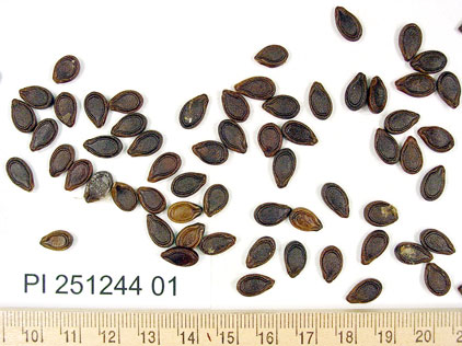 SEED