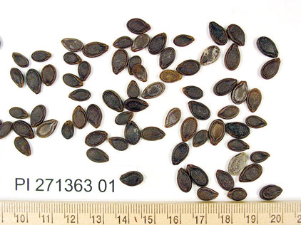 SEED