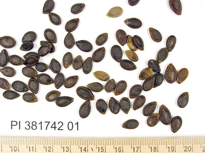 SEED