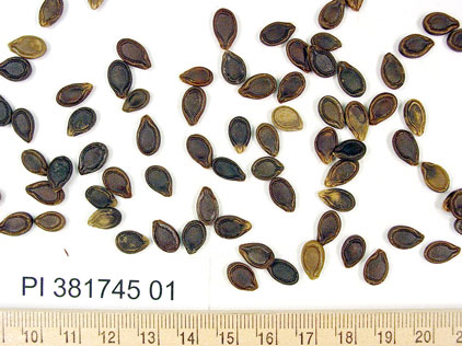 SEED