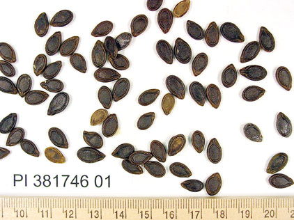 SEED