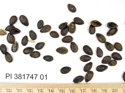 SEED